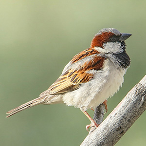 House Sparrow